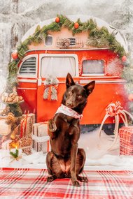 Australian Kelpie mit Weihnachtshalstuch winkt vor Winterkulisse