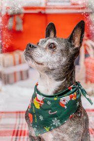 Mischling mit Weihnachtshalstuch vor Winterkullise