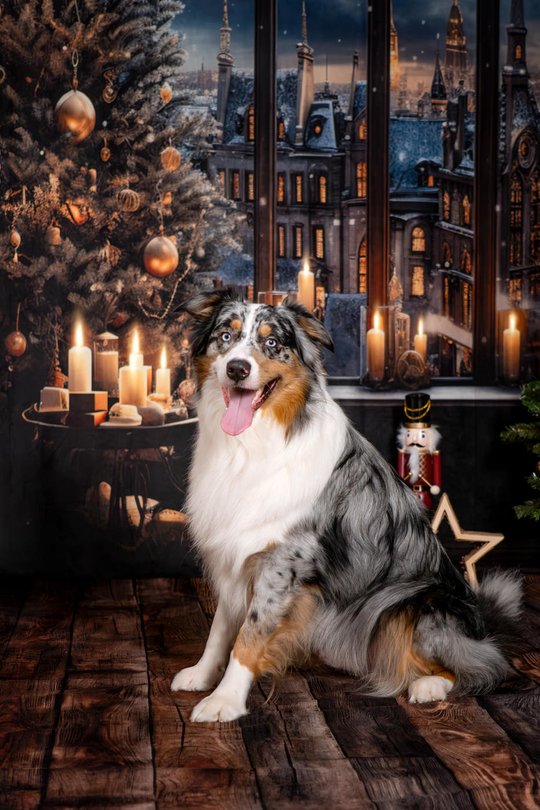 Australian Shepherd Weihnachtsfotos in Dresden vor festlicher Kulisse mit Weihnachtsbaum und Kerzen