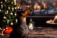 Deutscher Pinscher beim Weihnachts-Fotoshooting in Dresden vor festlicher Kulisse mit Weihnachtsbaum und Kerzen