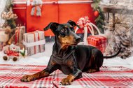 Deutscher Pinscher vor Weihnachtskulisse in Dresden