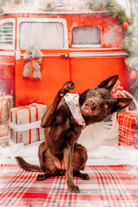 Australian Kelpie mit Weihnachtshalstuch winkt vor Winterkulisse