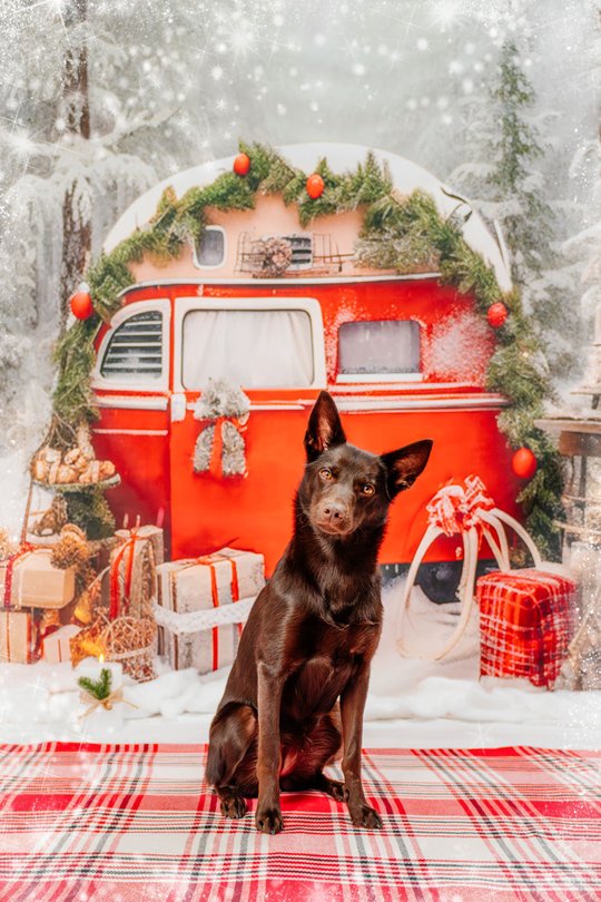 Australian Kelpie bei Hunde Weihnachtsfotoshoot in Dresden vor roter Winterkulisse