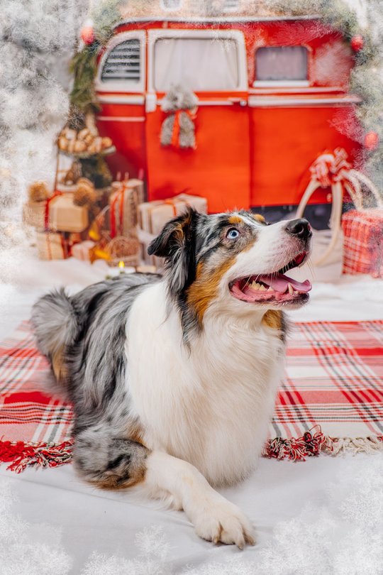 Aussie vor Winterkulisse bei Weihnachtsfotoshooting in Dresden