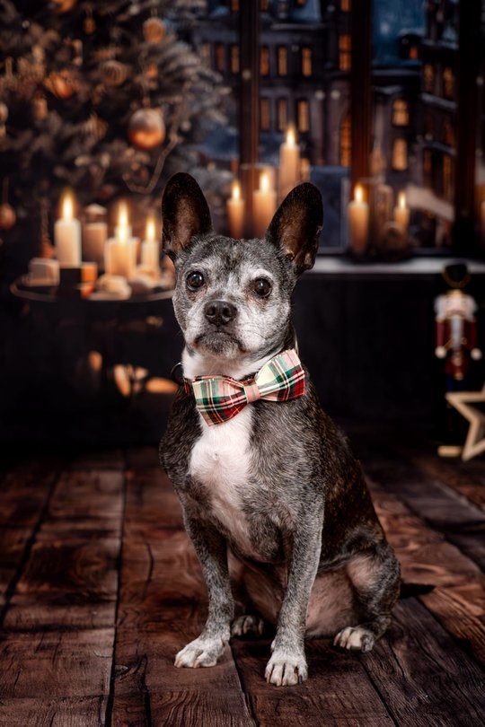 Mischling Weihnachtsfotos im Fotostudio Dresden