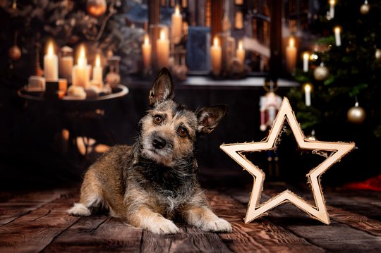 Mischling mit Weihnachtsstern vor Kerzen