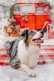 Aussie vor Winterkulisse bei Weihnachtsfotoshooting in Dresden