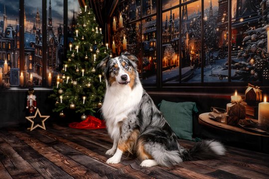 Australian Shepherd Weihnachtsfotos in Dresden vor festlicher Kulisse mit Weihnachtsbaum und Kerzen