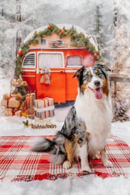 Aussie vor Winterkulisse bei Weihnachtsfotoshooting in Dresden