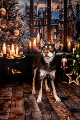 Working Kelpie in gemütlicher Weihnachtskulisse bei Hundefotoshooting