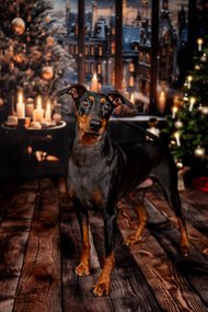 Deutscher Pinscher beim Weihnachts-Fotoshooting in Dresden vor festlicher Kulisse mit Weihnachtsbaum und Kerzen