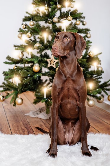 Weihnachtsfotoshooting in Dresden mit Hund