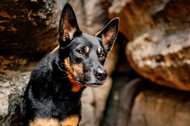 Porträt eines Working Kelpie Rüden in den Felsen der Sächsischen Schweiz