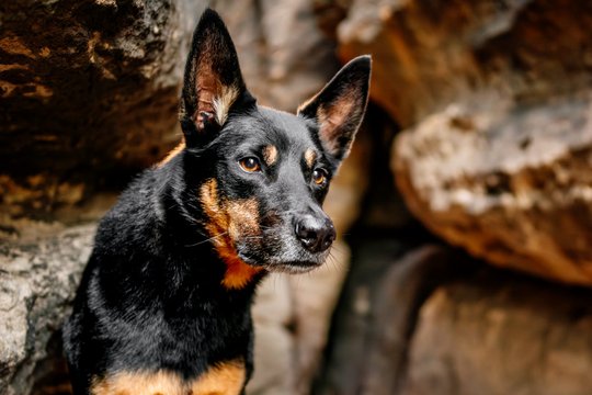 Porträt eines Working Kelpie Rüden in den Felsen der Sächsischen Schweiz