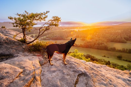 Working Kelpie Rüde im Sonnenaufgang in der Sächsischen Schweiz schaut vom Abgrund hinab