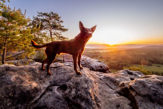 Working Kelpie Rüde im Sonnenaufgang in der Sächsischen Schweiz