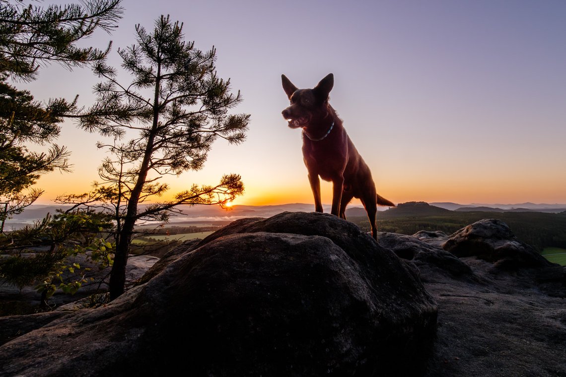 Working Kelpie Rüde in der Morgendämmerung auf einem Gipfel