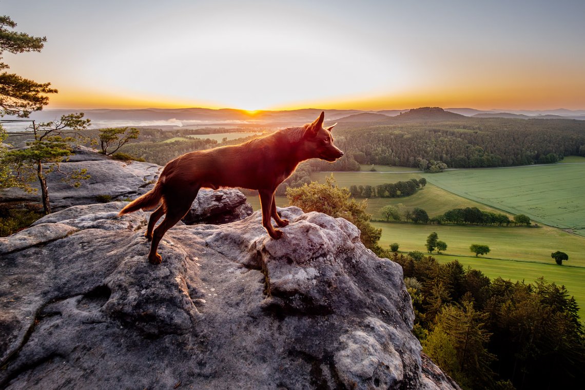 Working Kelpie Rüde in der Morgendämmerung schaut auf einem Gipfel in die Ferne