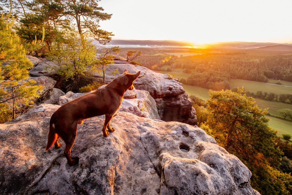 Working Kelpie Rüde im Sonnenaufgang in der Sächsischen Schweiz schaut vom Abgrund hinab