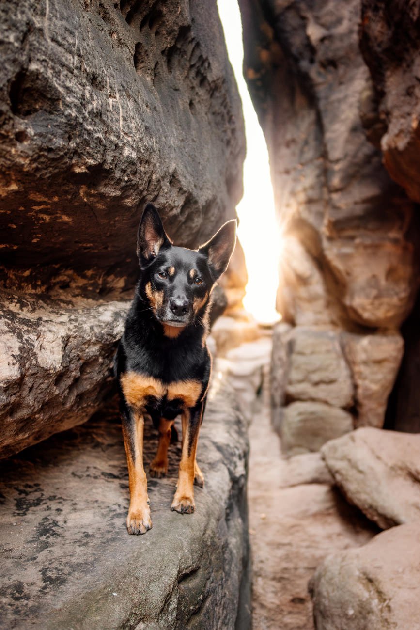 Working Kelpie Rüde steht bei Sonnenaufgang in einer Felsspalte der Sächsischen Schweiz
