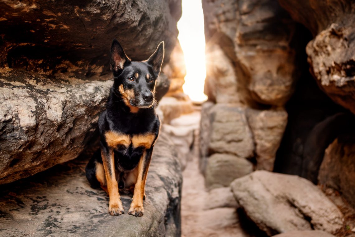 Working Kelpie Rüde sitzt bei Sonnenaufgang in einer Felsspalte der Sächsischen Schweiz