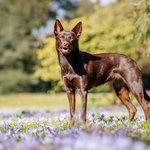 Instagram_Post: DVl0D1rEUHz