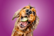 lustige Hundefotos im Studio in Dresden Cocker Spaniel-001