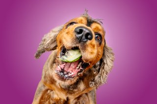 lustige Hundefotos im Studio in Dresden Cocker Spaniel-001